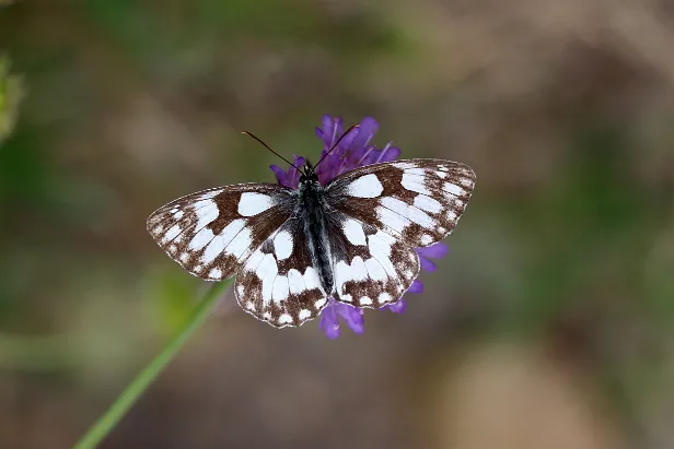 Schachbrett Melanargia galathea
