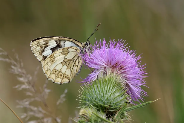 Schachbrettfalter Melanargia galathea