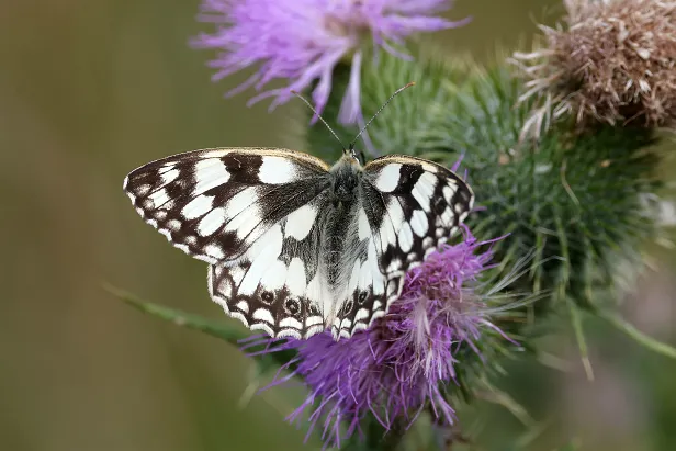Schachbrettfalter Melanargia galathea