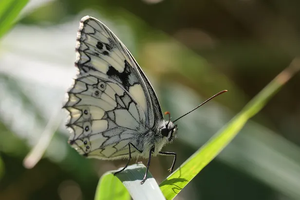 Schachbrett Melanargia galathea