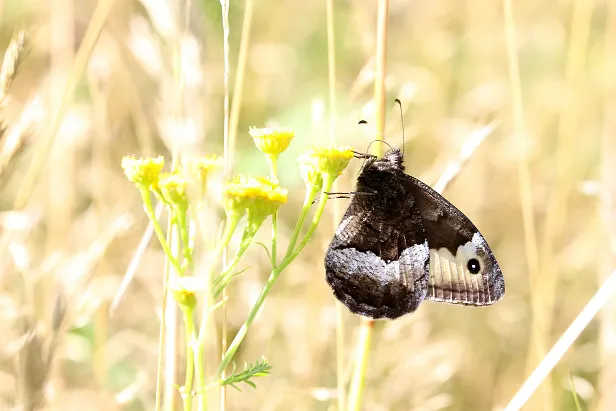 Kleiner Waldportier