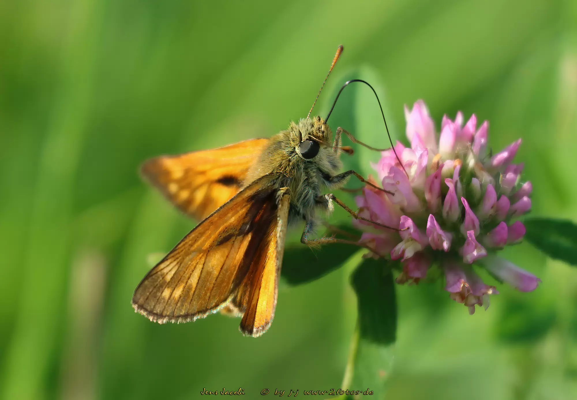 Rostfarbiger-Dickkopffalter Ochlodes sylvanus