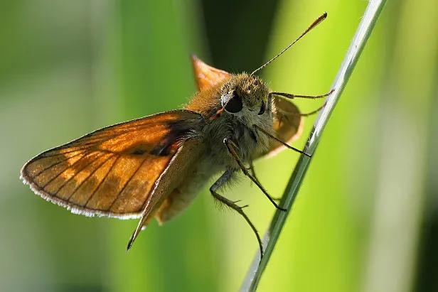 Braunkolbiger Braundickkopffalter