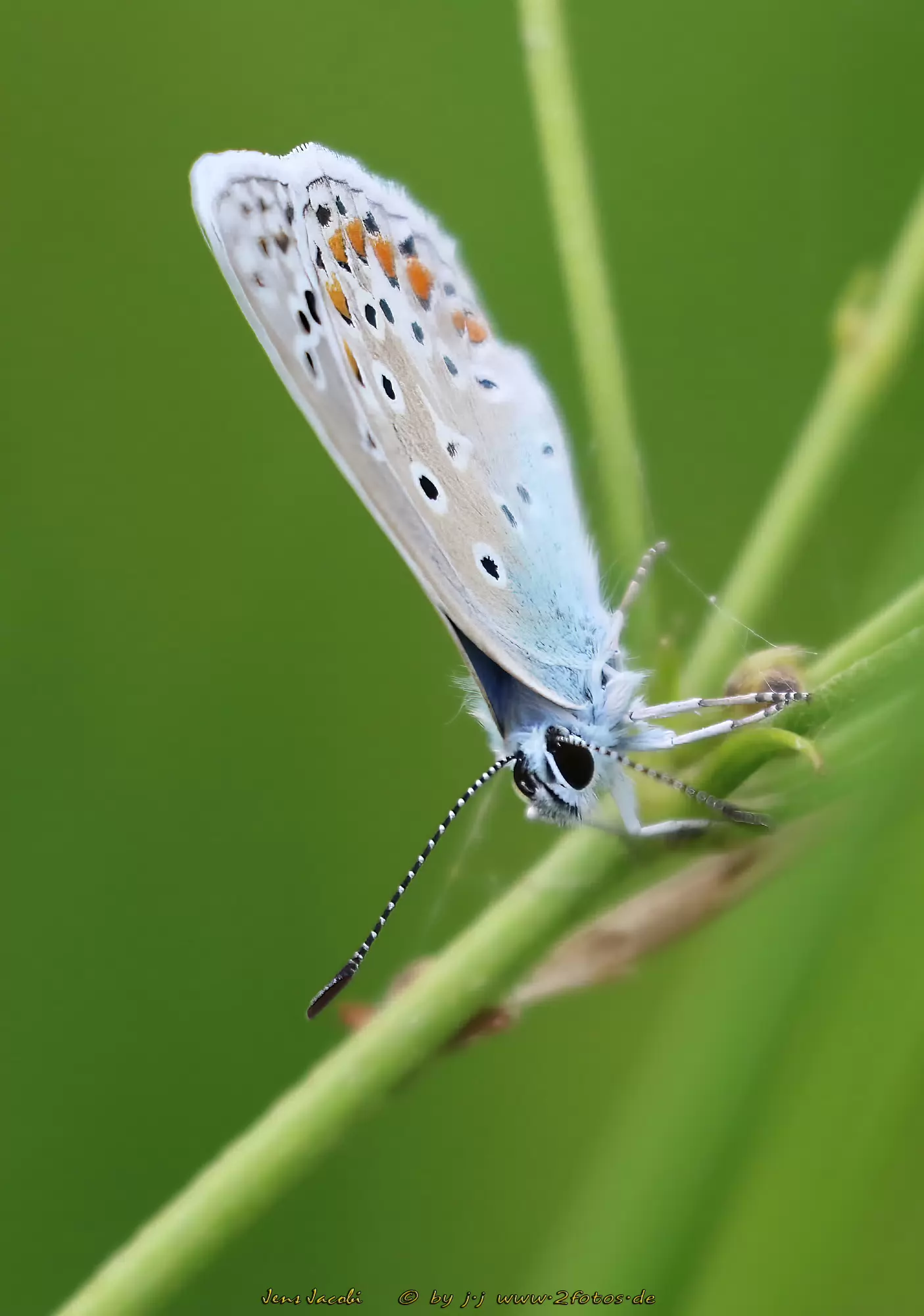 Hauhechel-Bläuling Polyommatus icarus