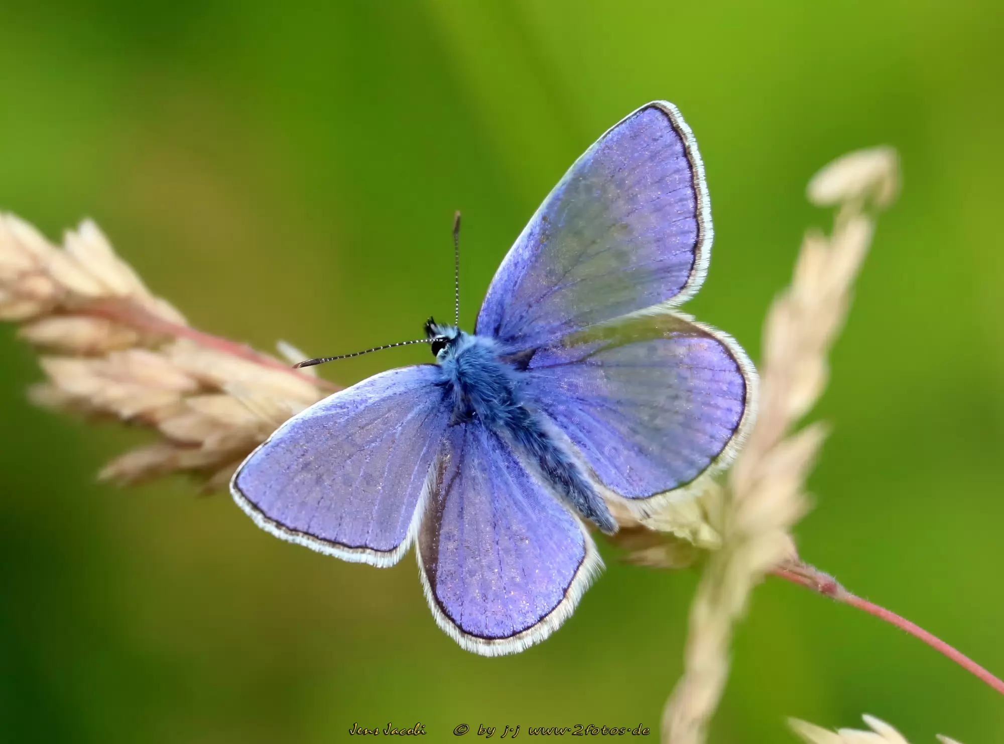 Hauhechel-Bläuling Polyommatus icarus
