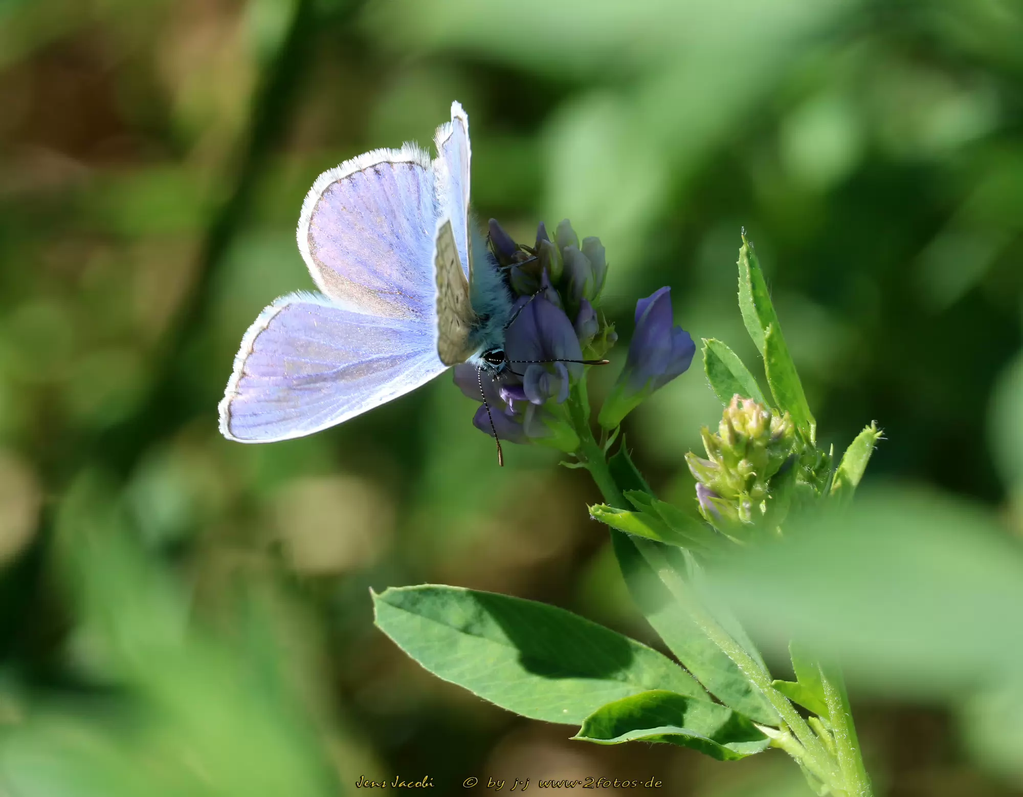 Hauhechel Bläuling ♂ 