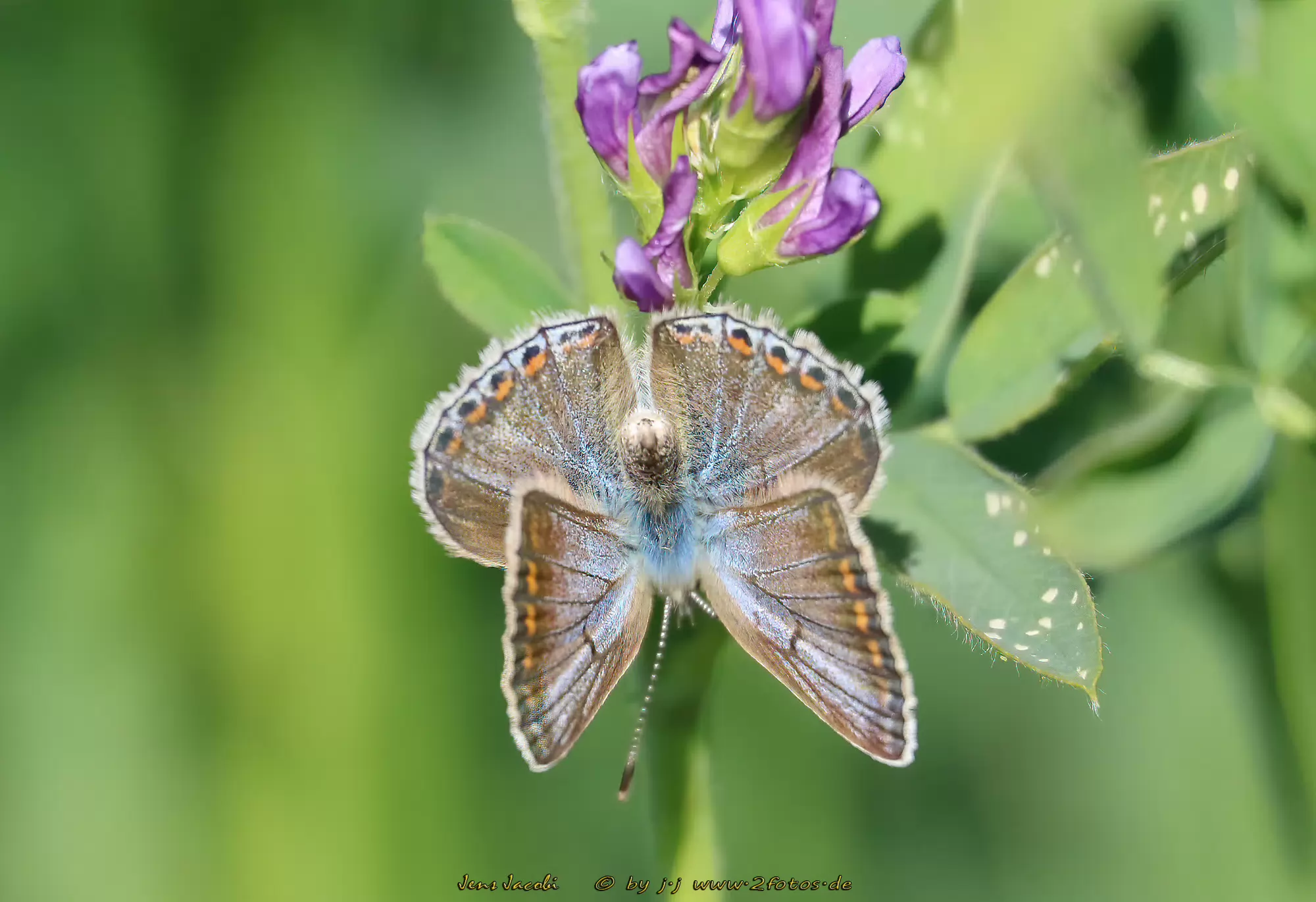 Hauhechel Bläuling ♀ 