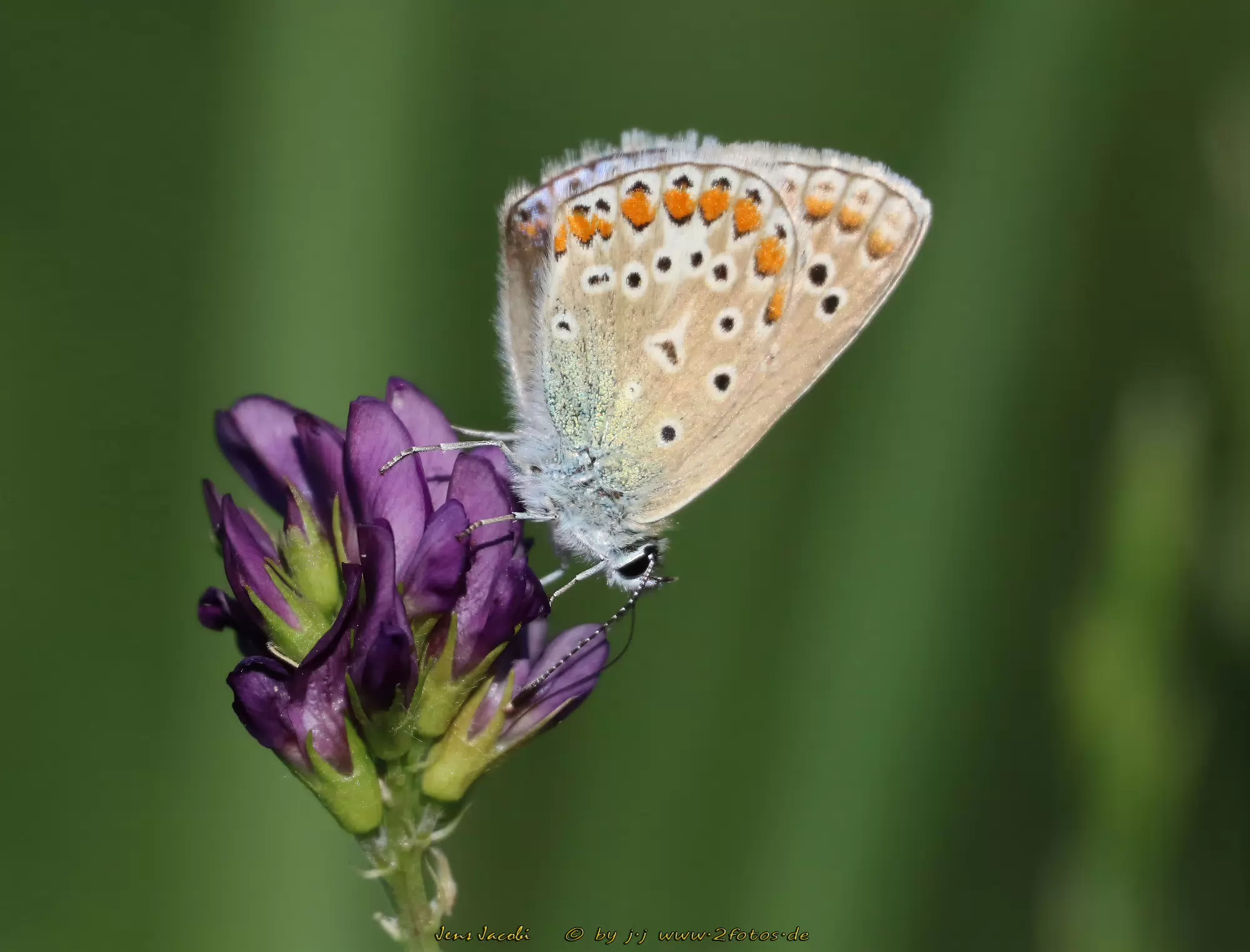 Kleiner Sonnenröschen-Bläuling Aricia agestis