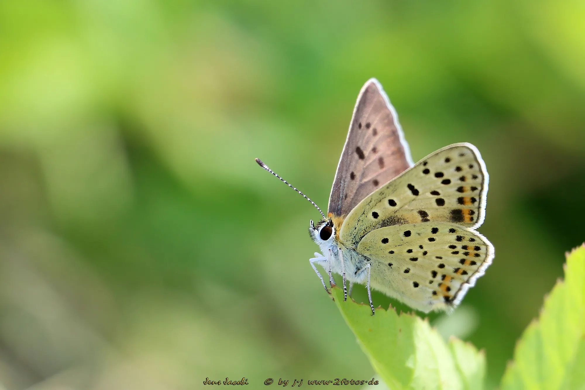 Brauner Feuerfalter Lycaena tityrus