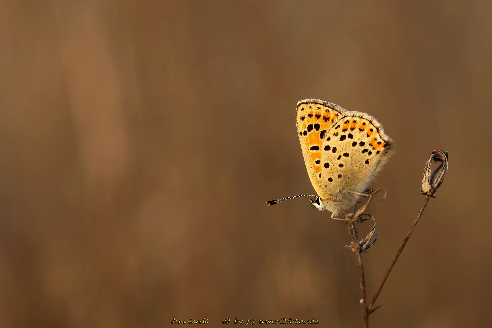 Großer Feuerfalter Lycaena dispar