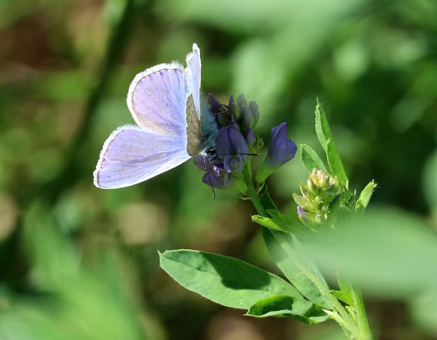Hauhechel Bläuling ♂