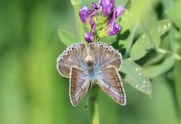 Hauhechel Bläuling ♀