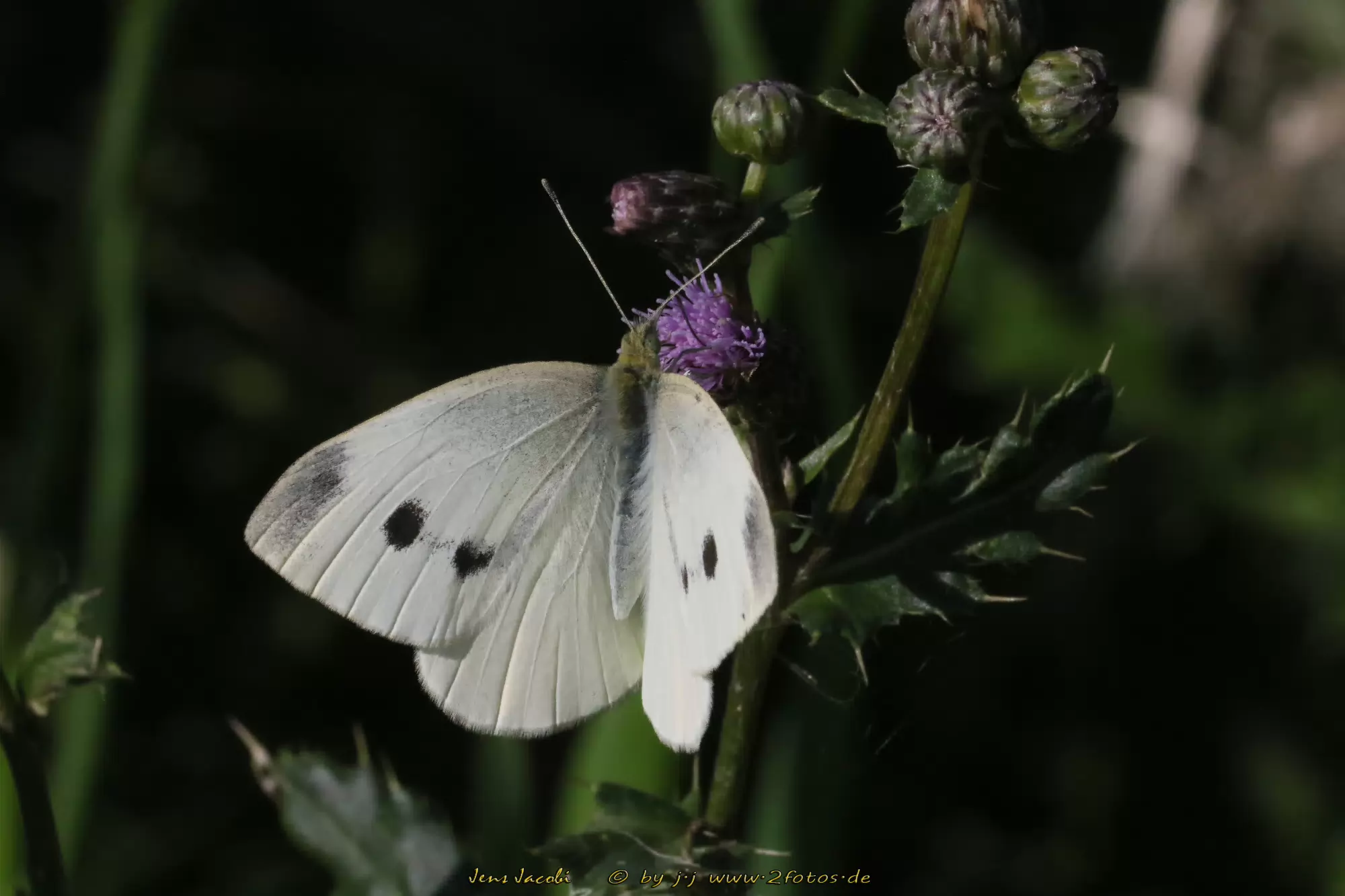 kleiner Kohlweißling Pieris rapae