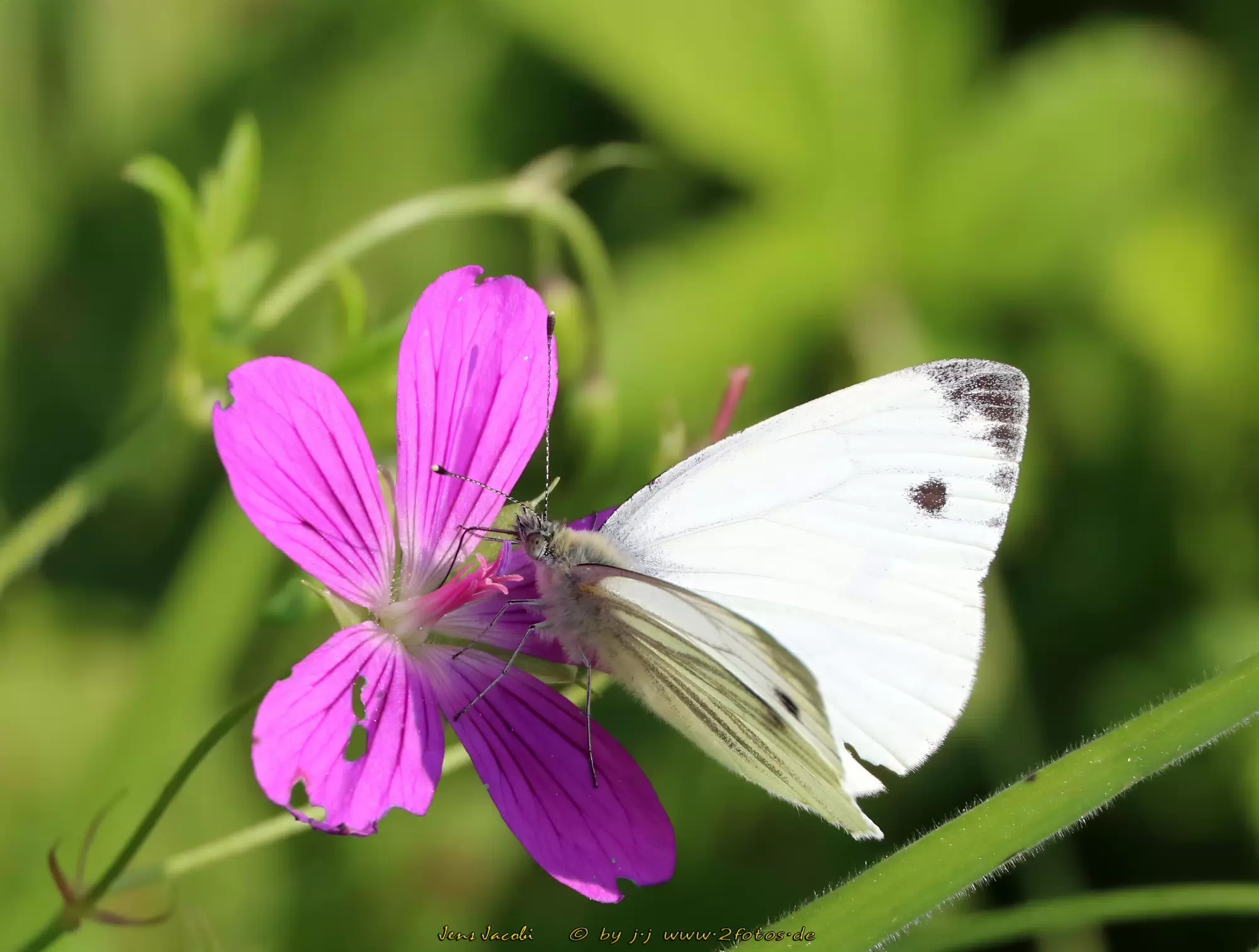Grünader- Weißling Pieris napi