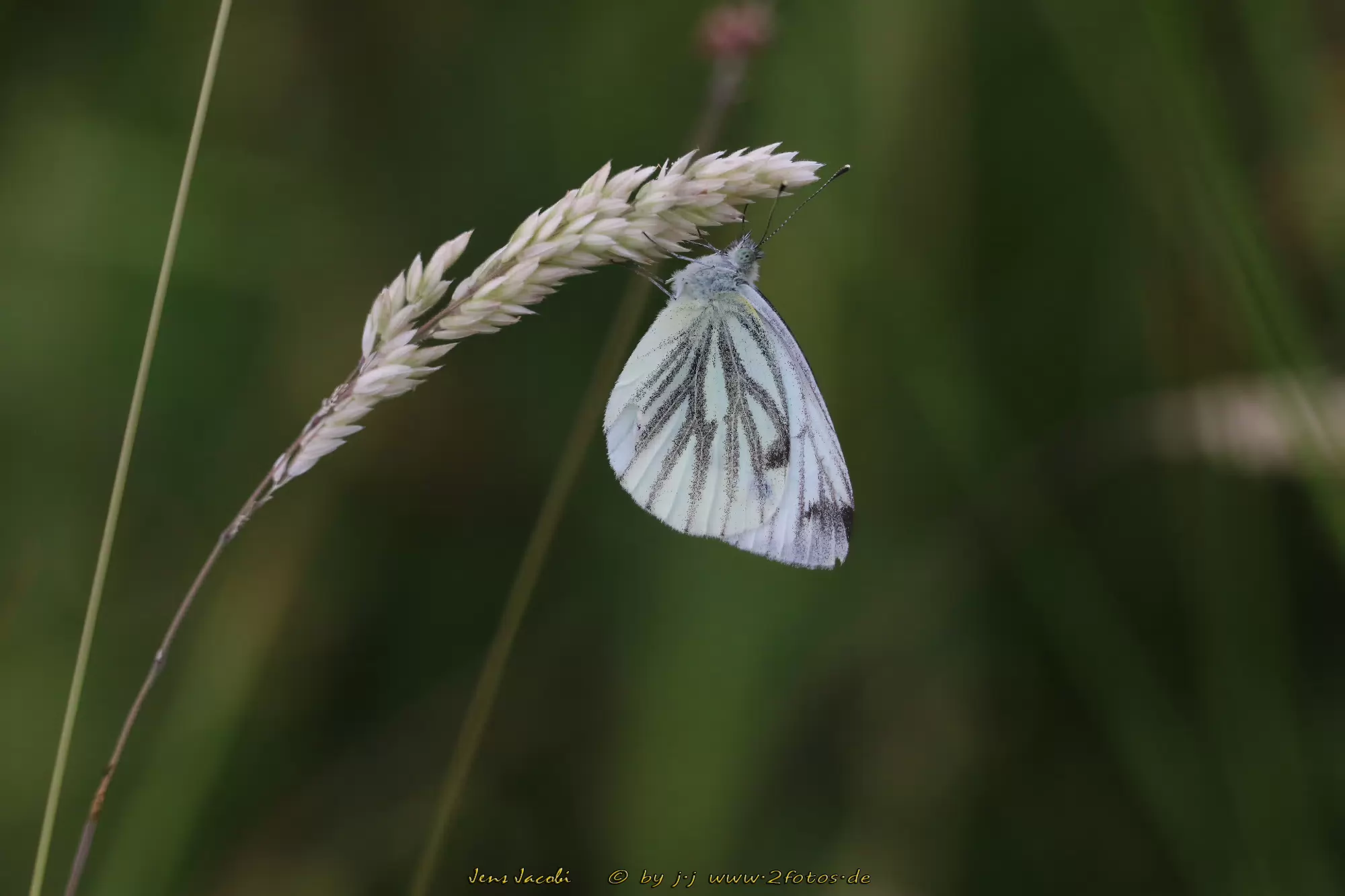 Grünaderweißling Pieris Napi