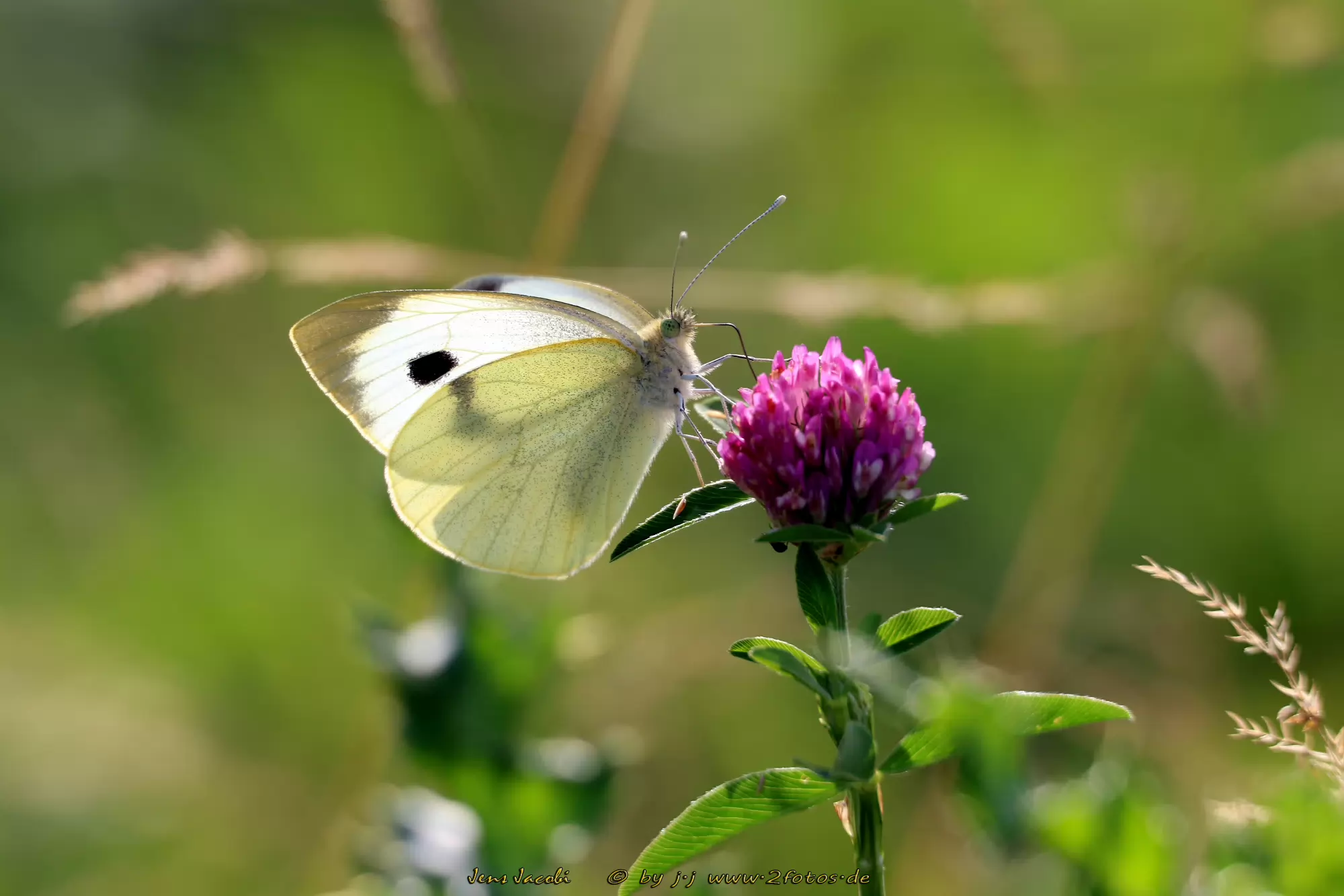 Großer Kohlweißling Pieris brassicae
