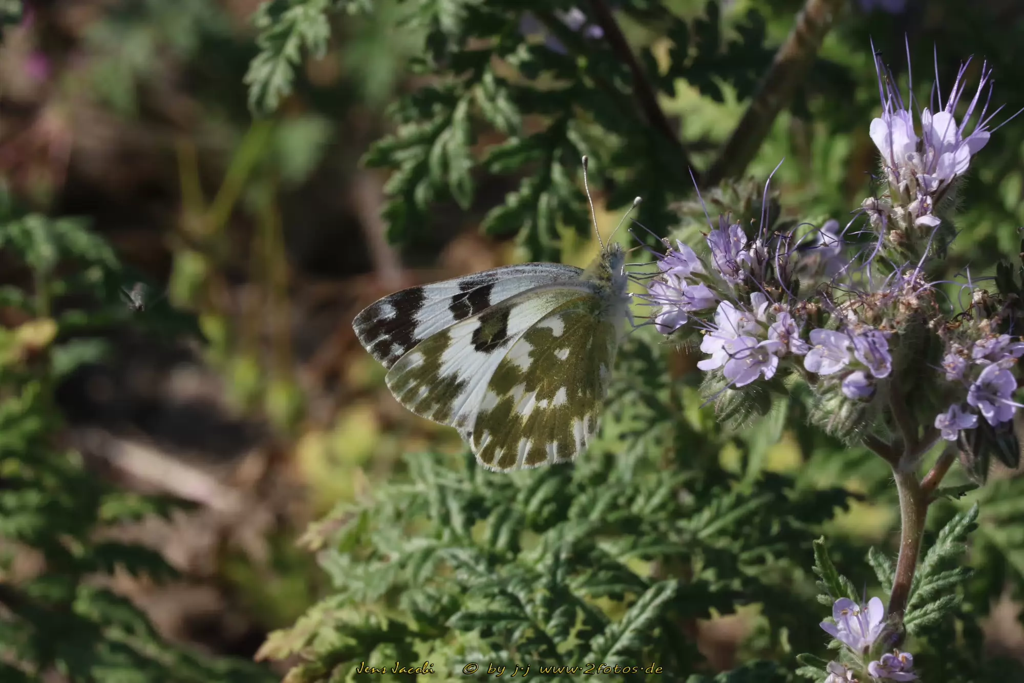 Resedaweißling Pontia daplidice