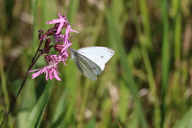 Grünader-Weißling Pieris napi