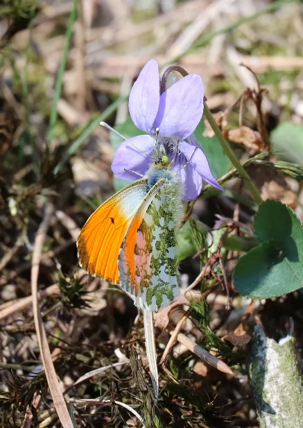 Aurorafalter ? Anthocharis cardamines