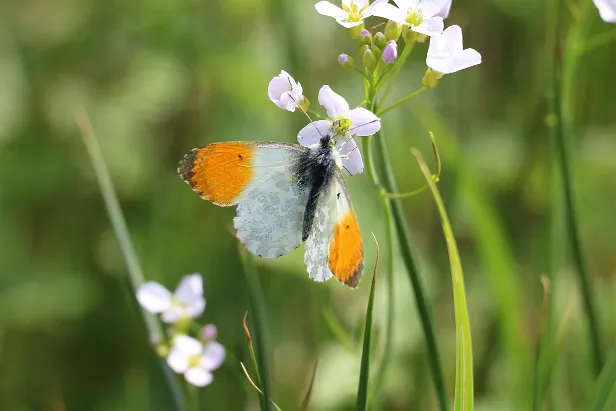 Aurorafalter ? Anthocharis cardamines
