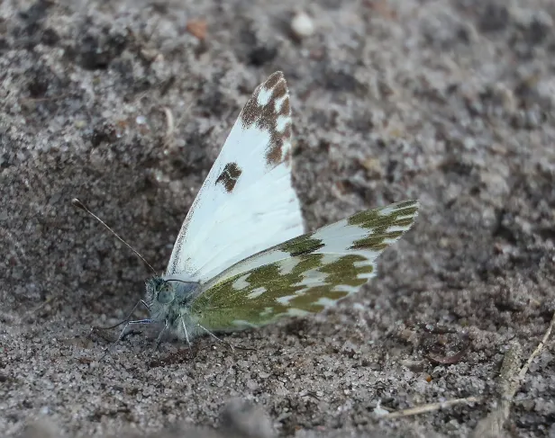 Resedfalter Pontia edusa