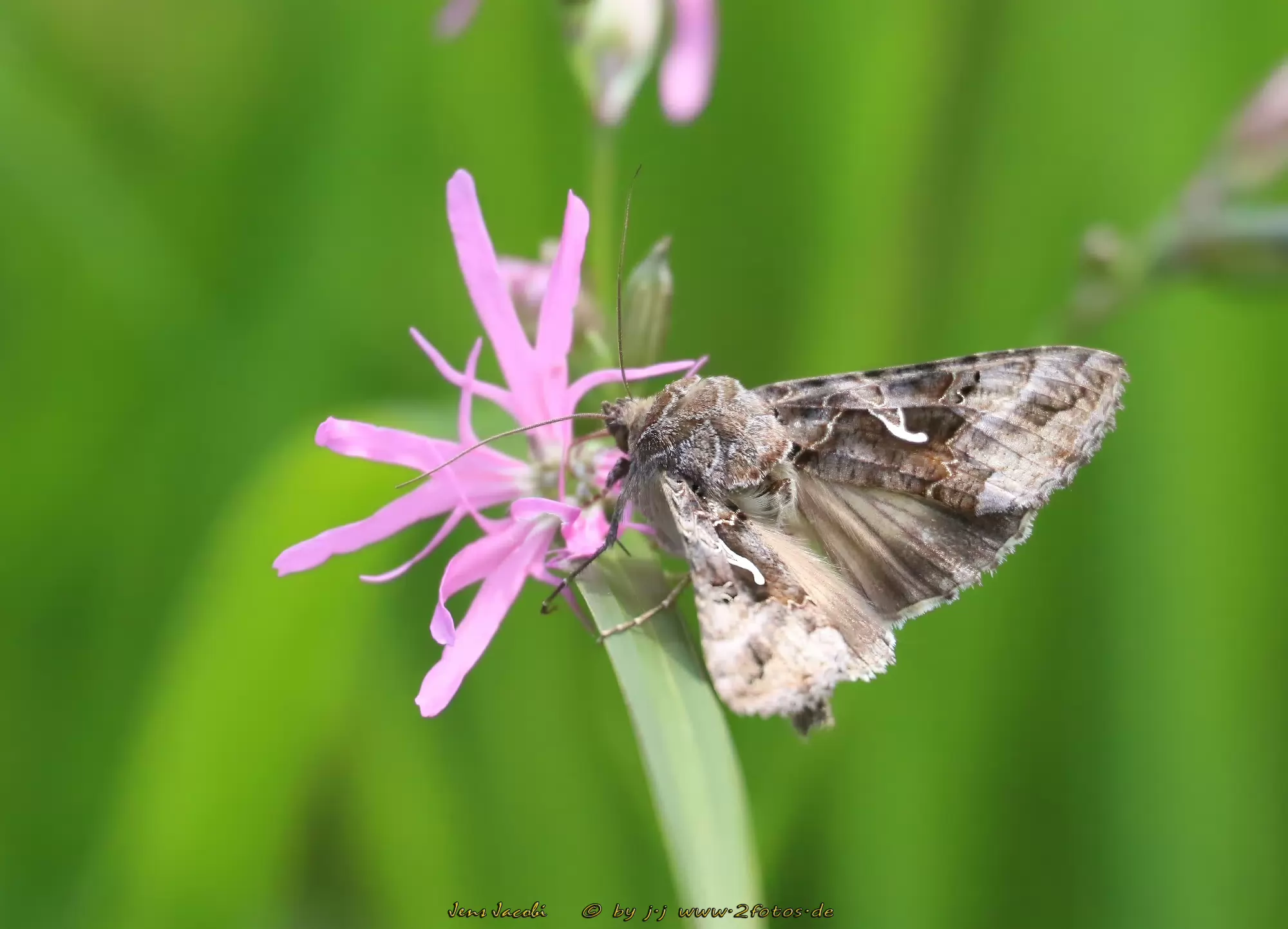 Gammaeule Autographa gamma