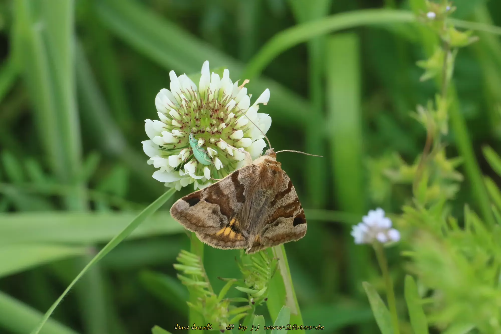 Braune Tageule Euclidia glyphica