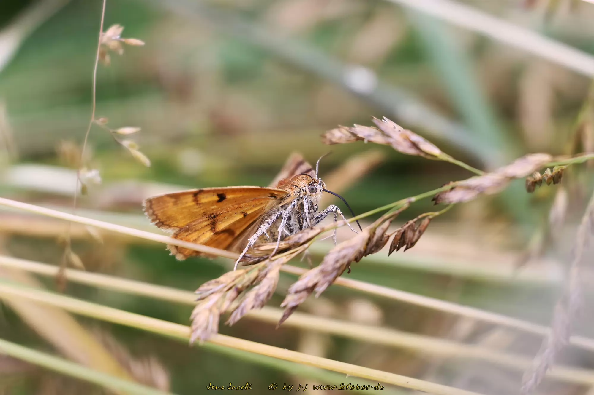 Braune Tageule Euclidia glyphica