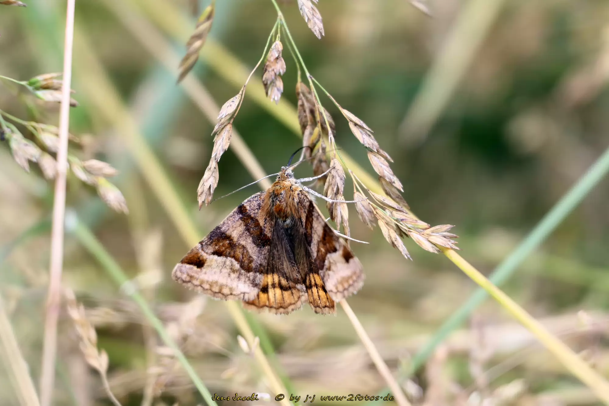 Braune Tageule Euclidia glyphica