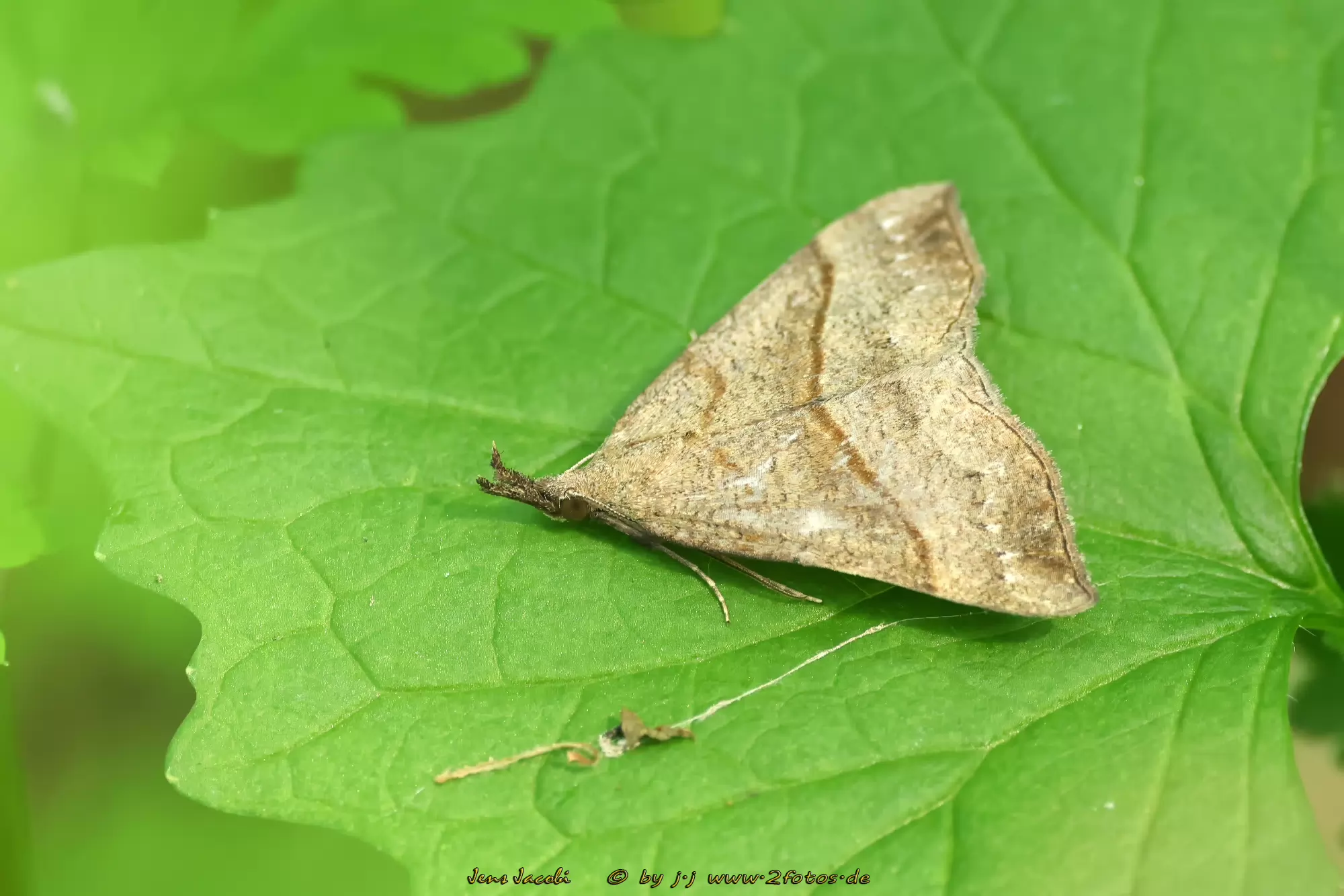 Nesselschnabeleule Hypena proboscidalis