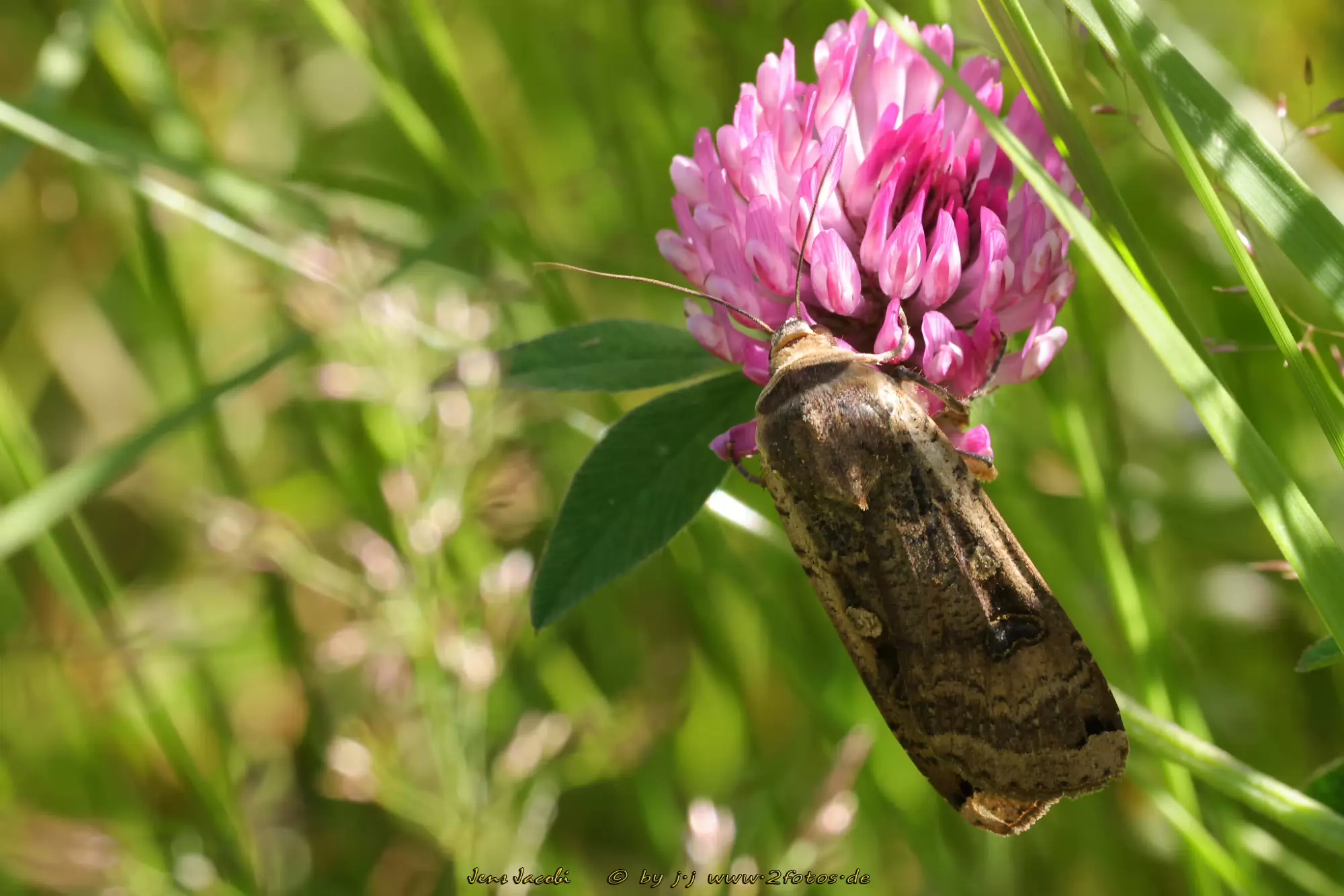 Hausmutter Noctua pronuba