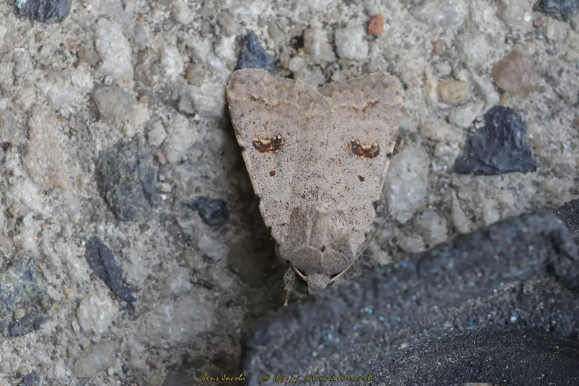 Südliche Staubeule 