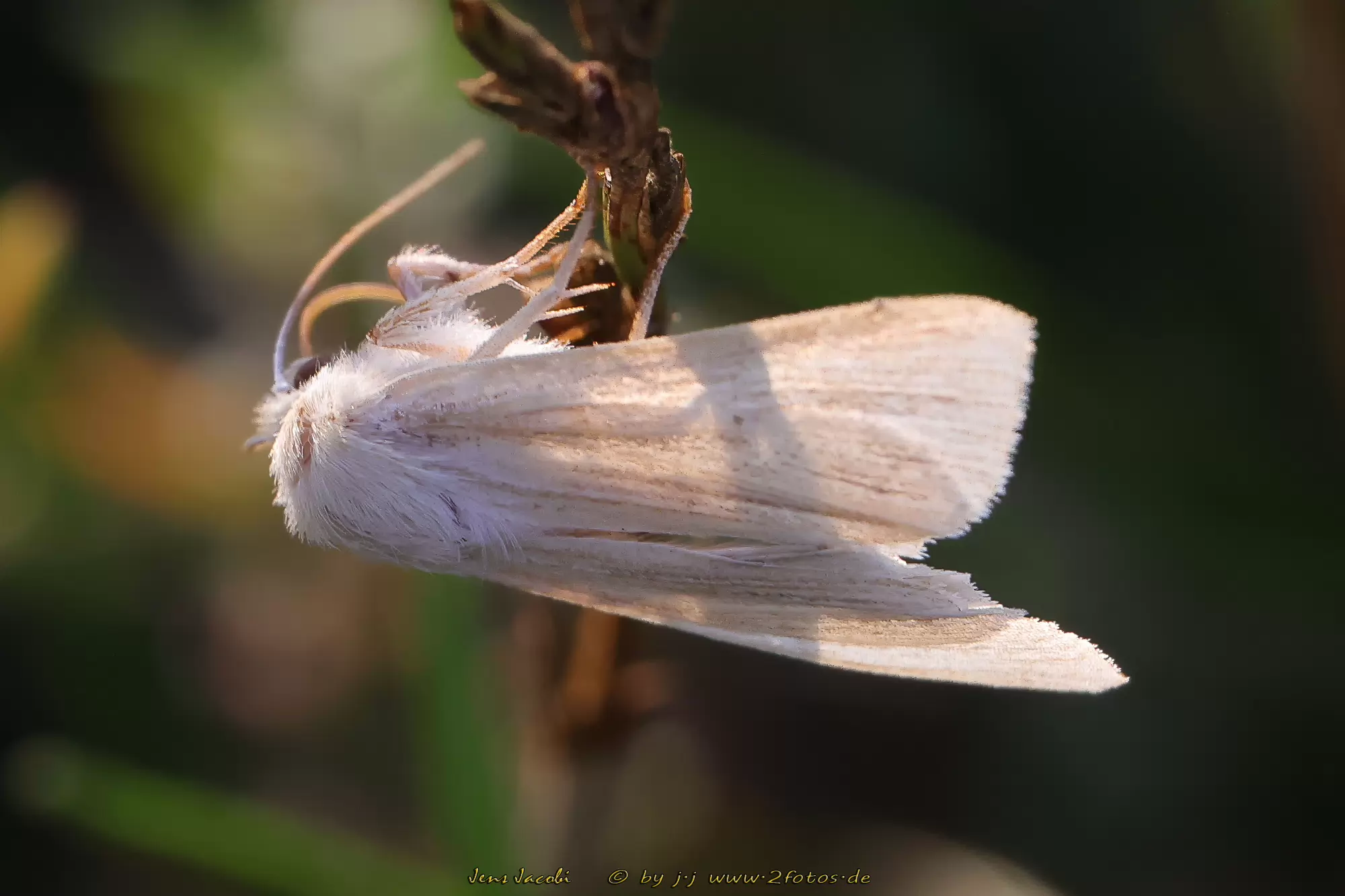 Bleiche Graseule Mythimna pallens
