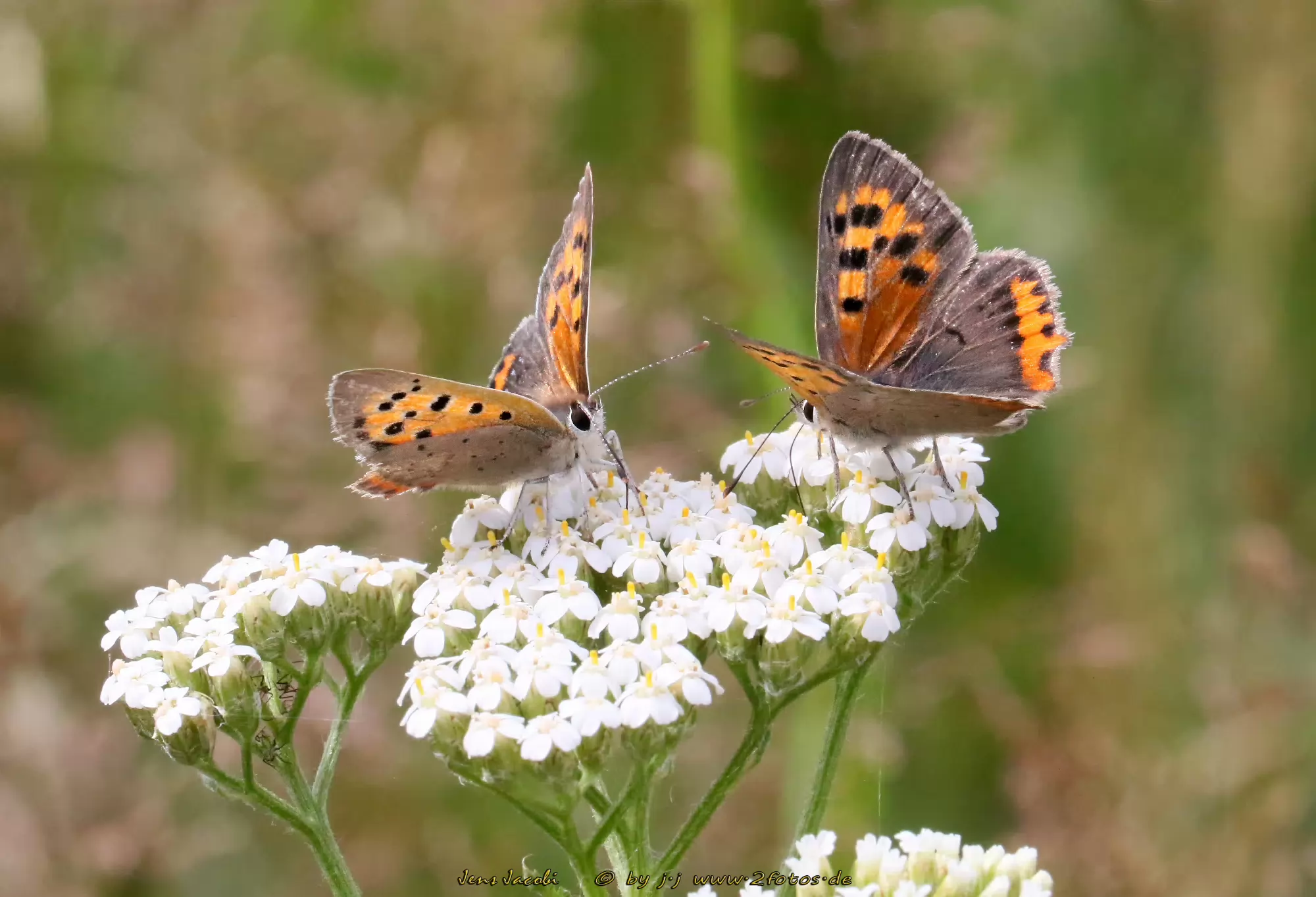 Kleiner Feuerfalter Lycaena phlaeas