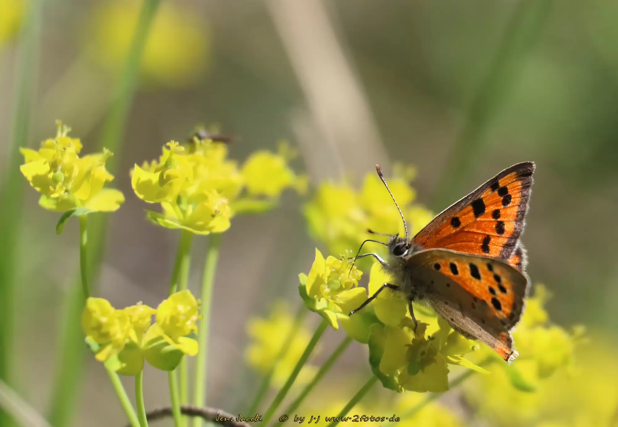 kleiner Feuerfalter Lycaena phlaeas