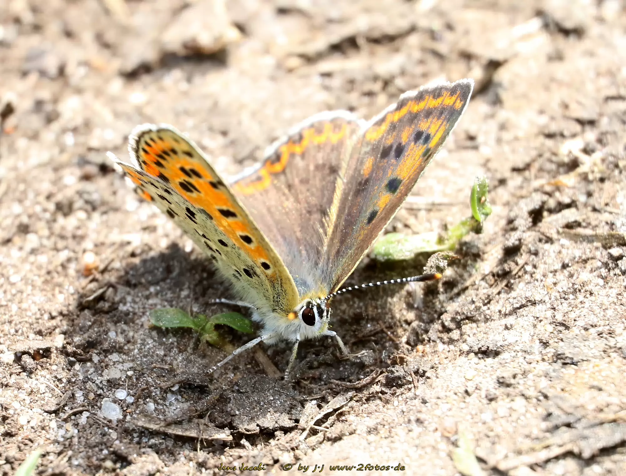 Brauner Feuerfalter Lycaena tityrus ?