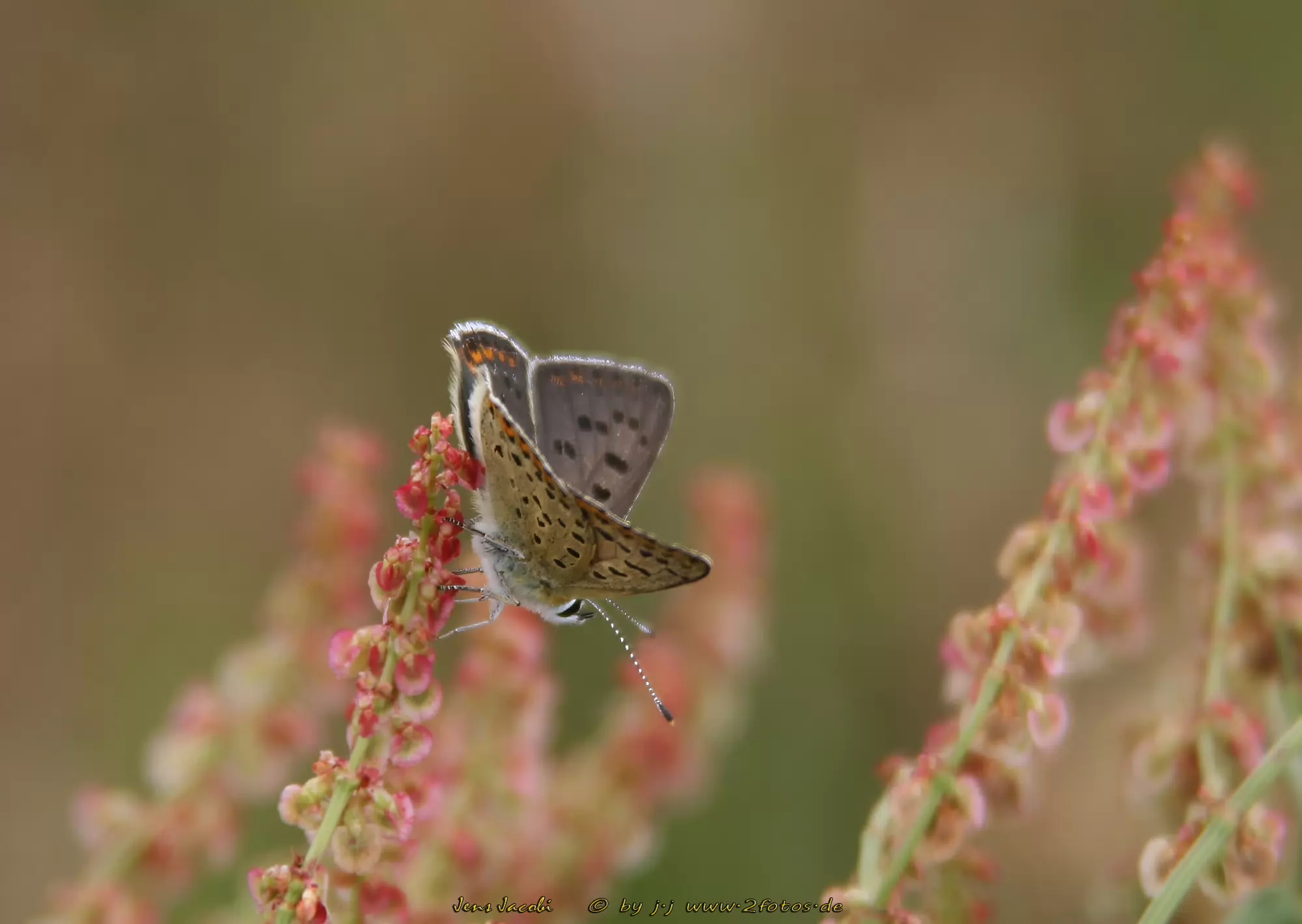 Brauner Feuerfalter Lycaena tityrus
