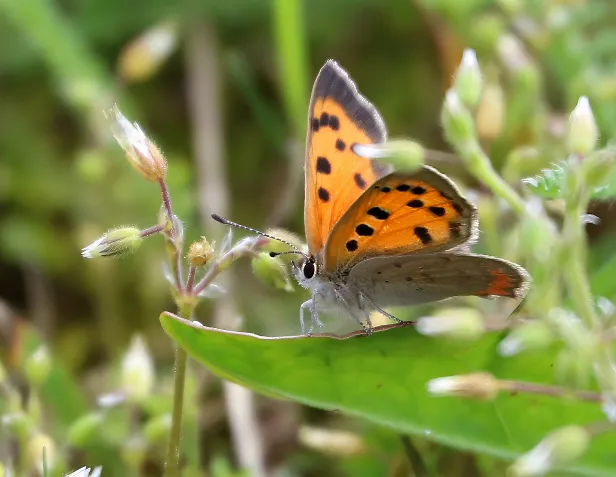 Kleiner Feuerfalter Lycaena phlaeas