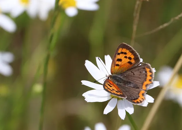 Kleiner Feuerfalter Lycaena phlaeas