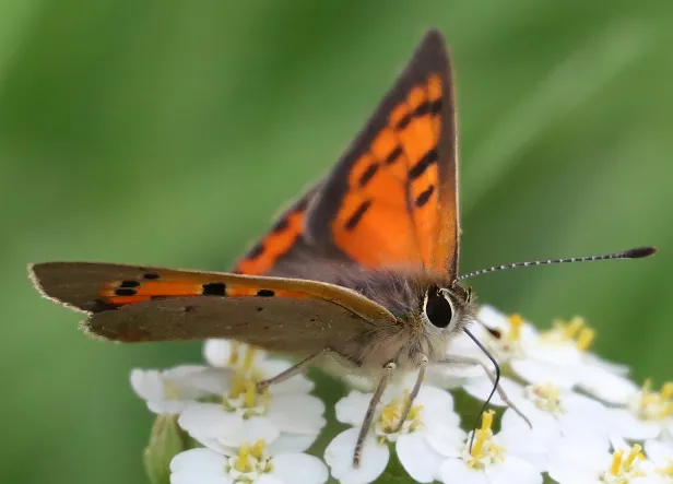 Kleiner Feuerfalter Lycaena phlaeas