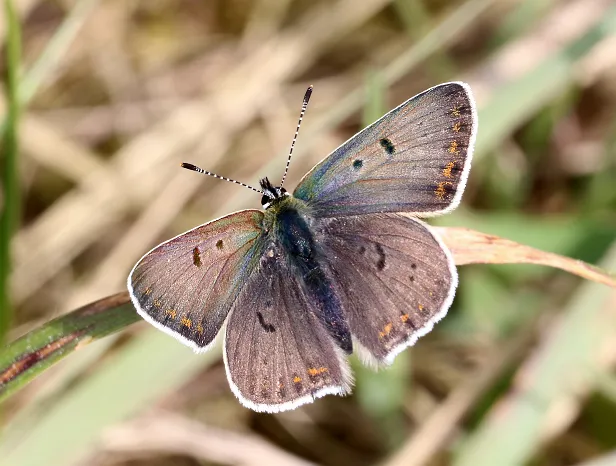 Brauner Feuerfalter Lycaena tityrus