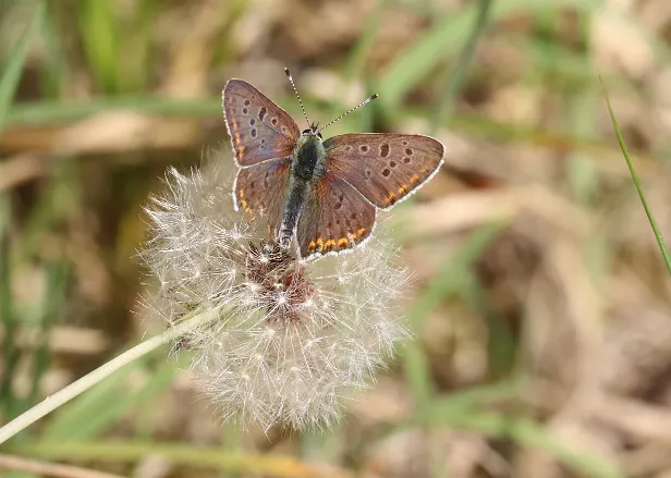 Brauner Feuerfalter ? Lycaena tityrus