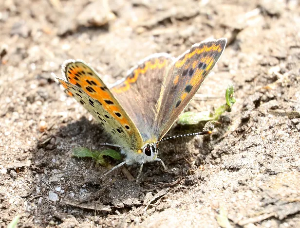 Brauner Feuerfalter Lycaena tityrus ?
