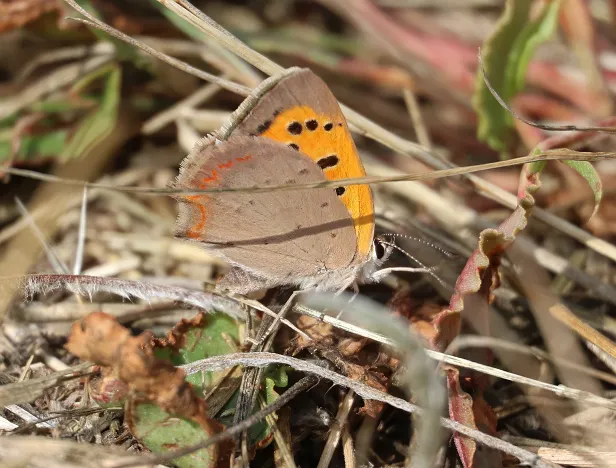kleiner Feuerfalter Lycaena phlaeas