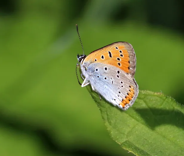 Große Feuerfalter Lycaena dispar