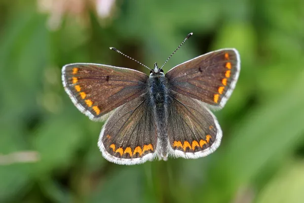 kleiner Sonnenröschen-Bläuling (Aricia agestis) Aricia agestis