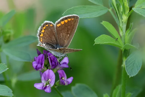 Hauhechelbläuling Polyommatus icarus