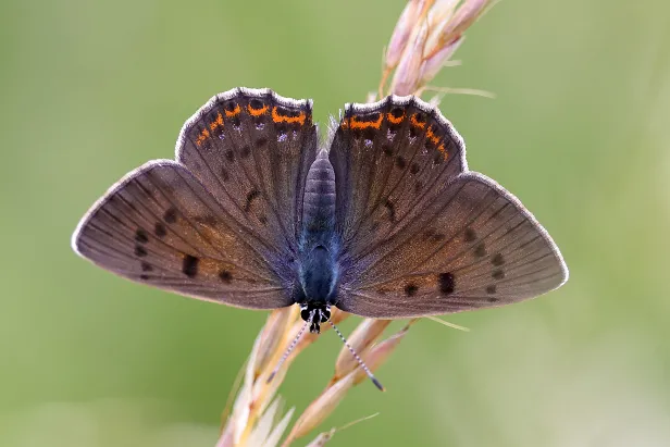 Violetter Feuerfalter