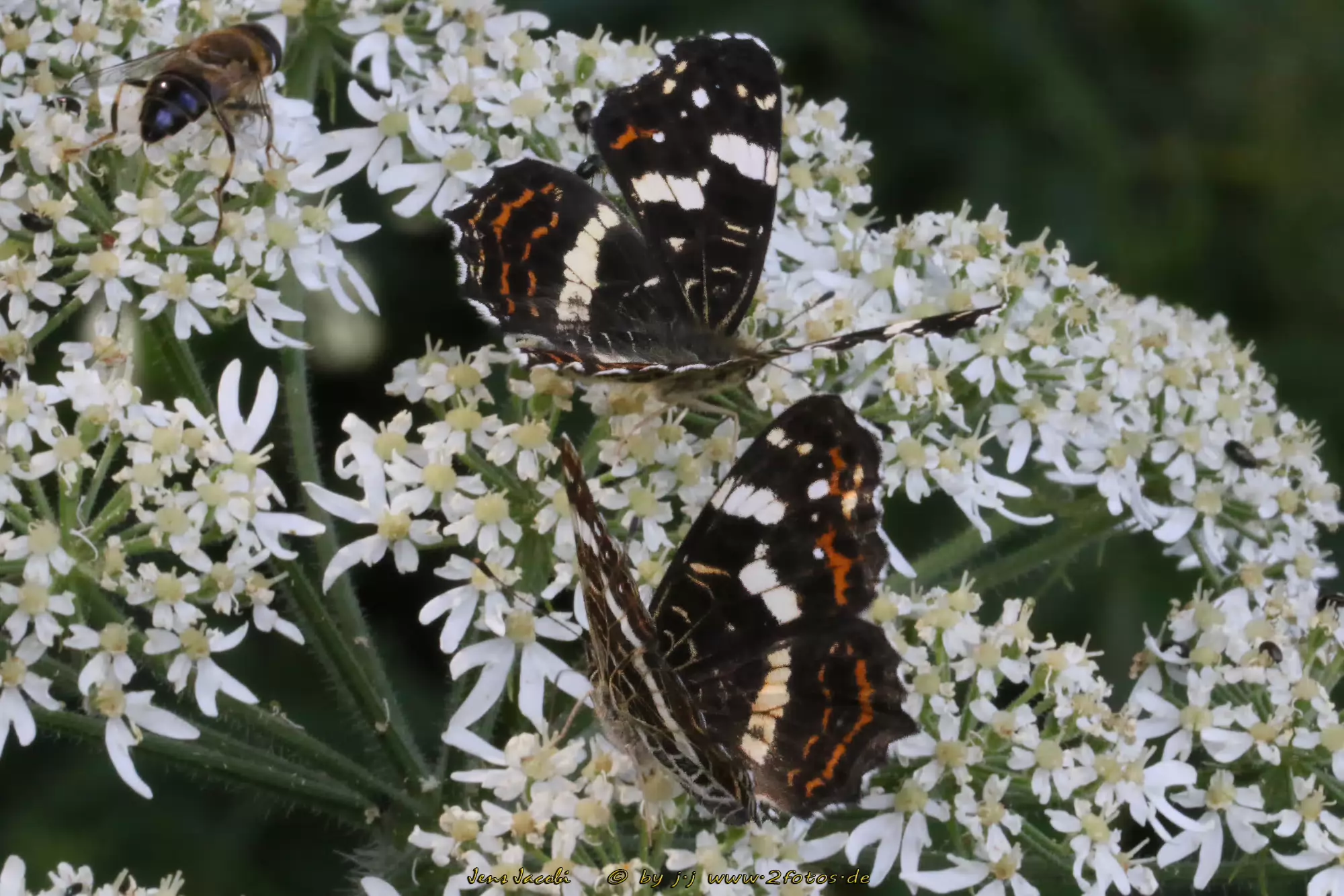 Landkärtchen Sommerform