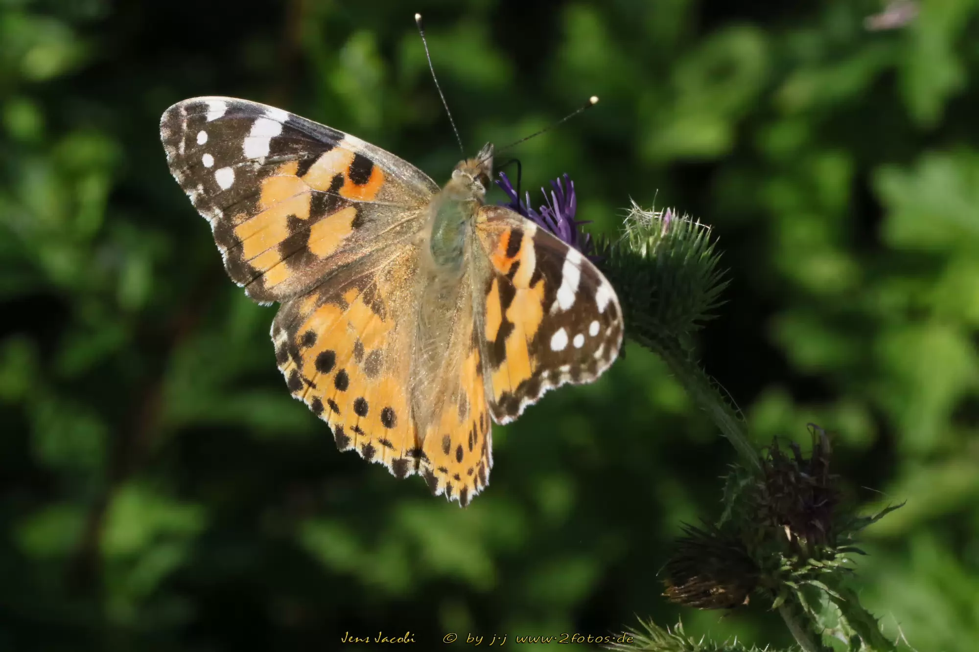 Distelfalter Vanessa cardui